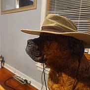 Gus joined the competition — help win amazing prizes! animal, blinds, brown_dog, calm, cord, dog, domestic, furniture, hat, home, indoor, mirror, pet, profile_view, quiet, side_view, sitting, wall, window, wooden_floor