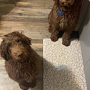 Kash is registered to the contest to win money with this photo: dog, brown_dog, fluffy, indoor, floor, mat, treat, hand, waiting, pet, canine, fur, cute, animal, looking_up, domestic, kitchen, two_dogs, obedient, companion