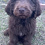 Kash is registered to the contest to win money with this photo: puppy, dog, brown_fur, fluffy, grass, outdoor, pet, cute, sitting, animal, young_dog, fur, ears, nose, whiskers, nature, canine, adorable, portrait, curious