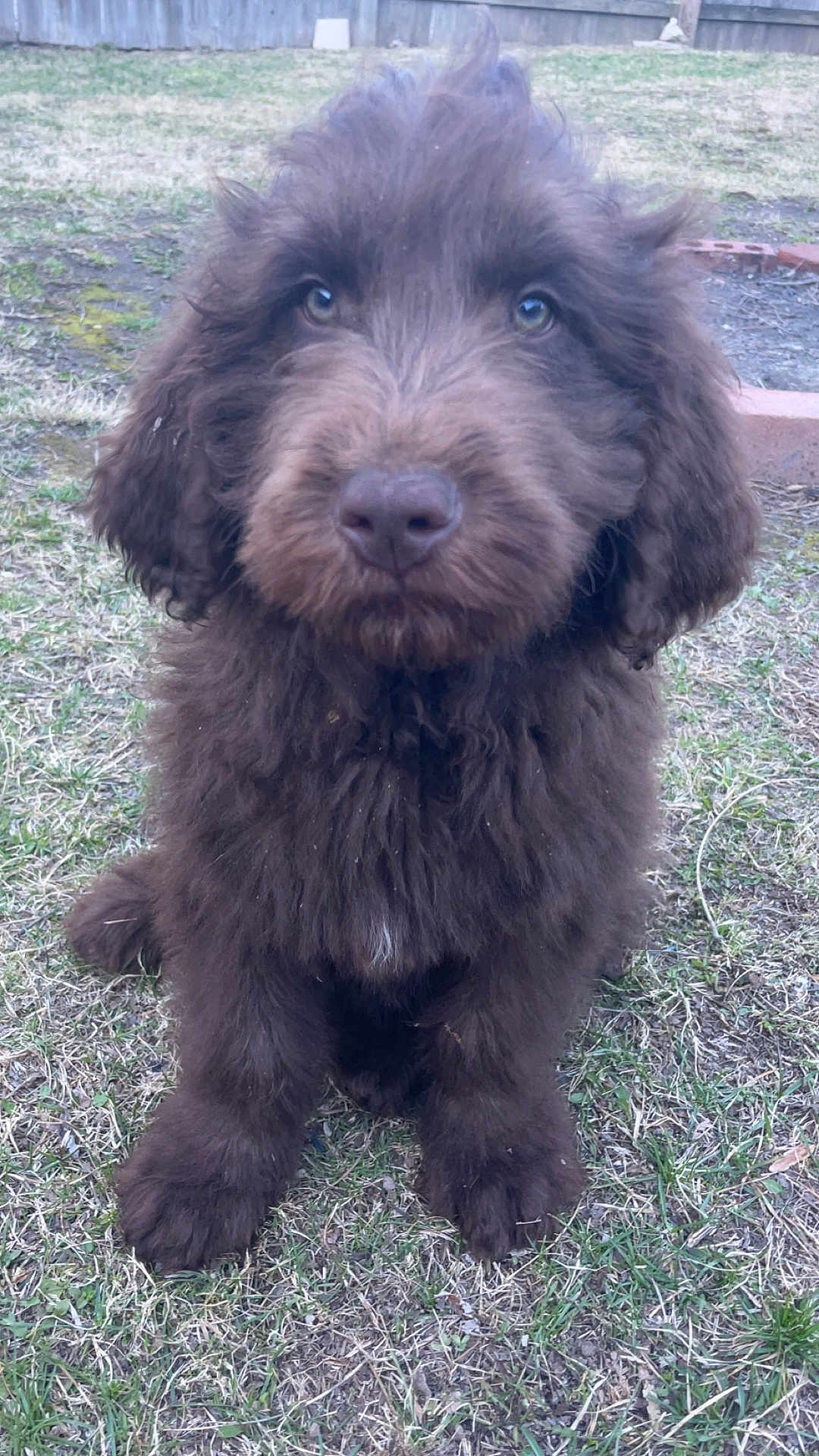 Kash is registered to the contest to win money with this photo: puppy, dog, brown_fur, fluffy, grass, outdoor, pet, cute, sitting, animal, young_dog, fur, ears, nose, whiskers, nature, canine, adorable, portrait, curious