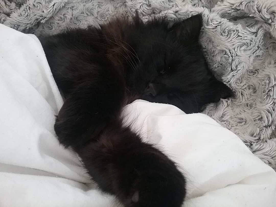 Sanka a rejoint le concours — aidez-le/la à gagner de superbes lots ! black, black_and_white, black_cat, carnivore, cat, claw, domestic_long_haired_cat, ear, felidae, fur, kitten, nap, paw, sleep, small_to_medium_sized_cats, tail, whiskers