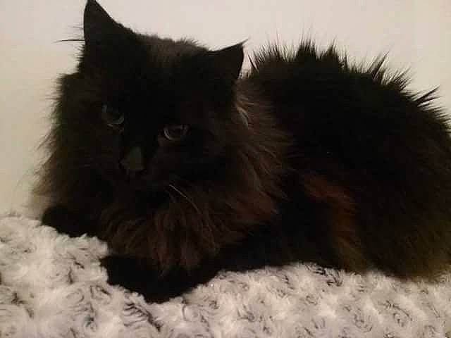 Sanka participe au concours pour gagner de l'argent avec cette photo : asian_semi_longhair, black_cat, british_longhair, british_semi_longhair, carnivore, cat, domestic_long_haired_cat, felidae, fur, kitten, maine_coon, mammal, napoleon_cat, norwegian_forest_cat, persian, ragamuffin, small_to_medium_sized_cats, snout, vertebrate, whiskers