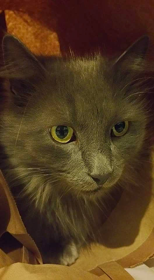 Grey a rejoint le concours — aidez-le/la à gagner de superbes lots ! black_cat, burmese, carnivore, cat, chartreux, domestic_long_haired_cat, felidae, korat, mammal, nebelung, norwegian_forest_cat, small_to_medium_sized_cats, snout, vertebrate, whiskers