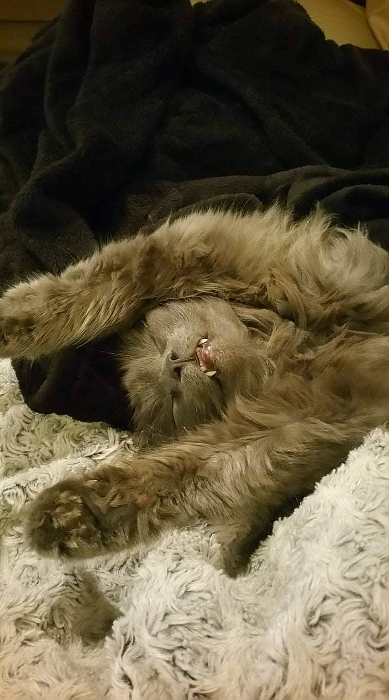 Grey a rejoint le concours — aidez-le/la à gagner de superbes lots ! canidae, carnivore, cat, cockapoo, dog_breed, ear, fur, lagotto_romagnolo, puppy, sleep, sporting_group, whiskers