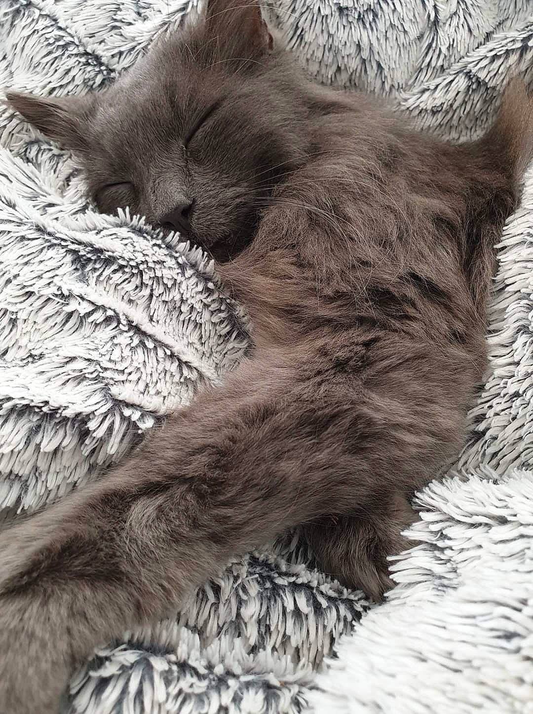 Grey a rejoint le concours — aidez-le/la à gagner de superbes lots ! black_and_white, british_longhair, british_semi_longhair, carnivore, cat, claw, domestic_long_haired_cat, ear, felidae, fur, kitten, maine_coon, nap, nebelung, paw, russian_blue, sleep, small_to_medium_sized_cats, tail, whiskers