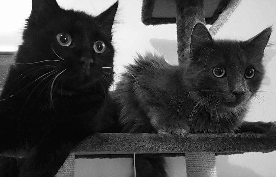 Grey participe au concours pour gagner de l'argent avec cette photo : asian, black, black_and_white, black_cat, carnivore, cat, domestic_short_haired_cat, felidae, kitten, mammal, nebelung, paw, polydactyl_cat, small_to_medium_sized_cats, snapshot, snout, turkish_angora, vertebrate, whiskers, white