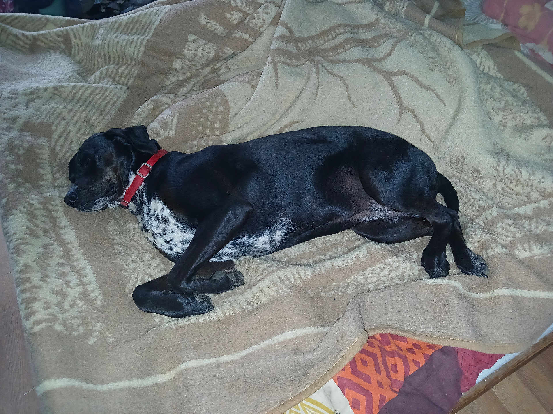 Havana participe au concours pour gagner de l'argent avec cette photo : dog, black_dog, sleeping, blanket, indoor, resting, pet, canine, red_collar, lying_down, cozy, home, fur, animal, comfort, bed, relaxation, spotted, domestic, quiet