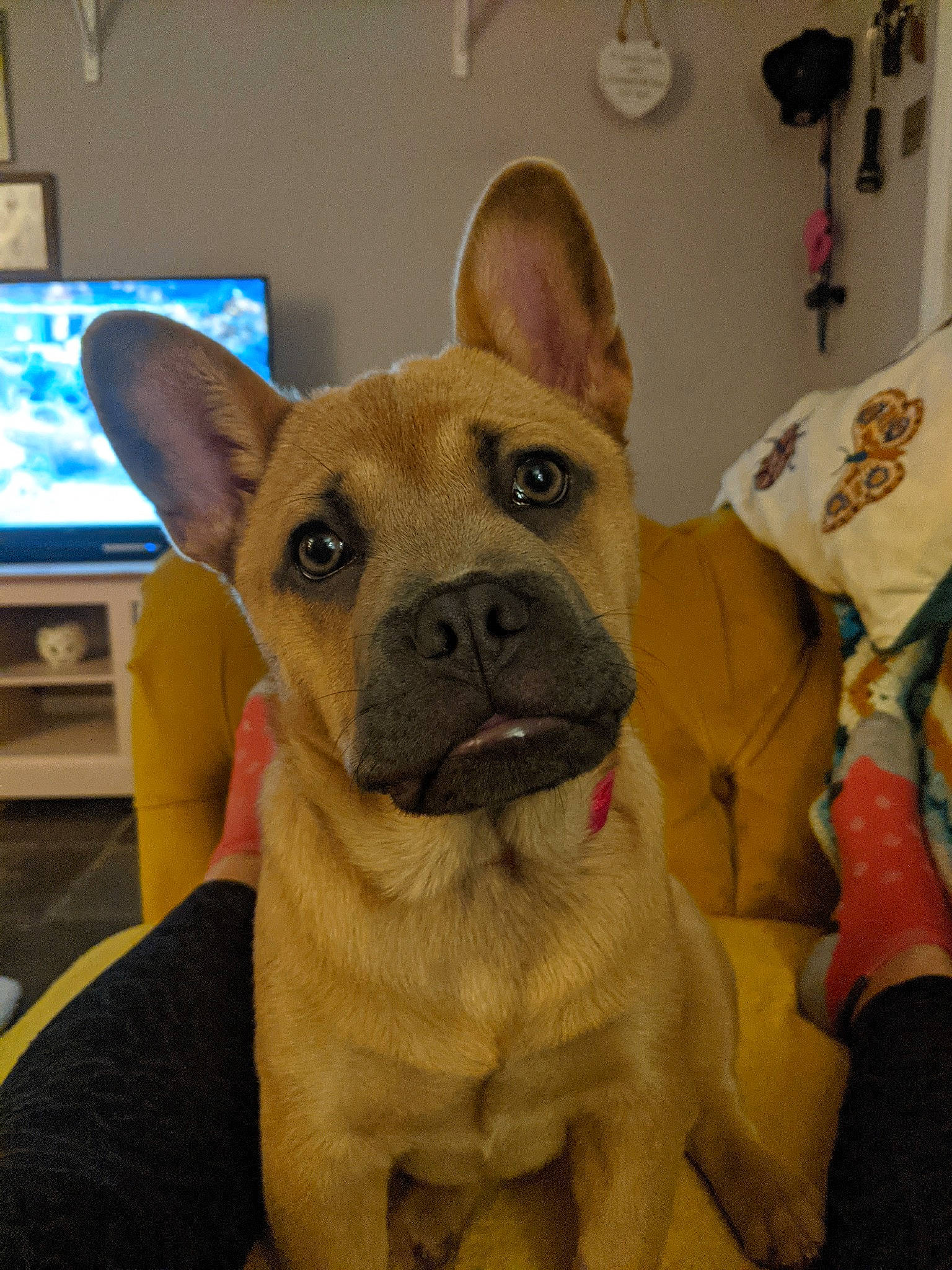 Yumi is registered to the contest to win money with this photo: ancient_dog_breeds, canidae, carnivore, collar, comfort, companion_dog, dog, dog_breed, dog_collar, ear, fawn, fur, non_sporting_group, snout, sporting_group, television, toy_dog, whiskers, working_animal, wrinkle