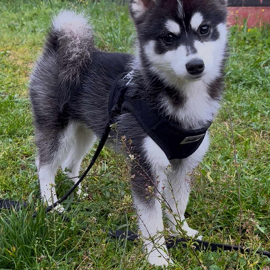 Keanu a rejoint le concours — aidez-le/la à gagner de superbes lots ! accessories, animal, architecture, building, canine, dog, eskimodog, field, grass, grassland, husky, machine, nature, outdoors, pet, plant, puppy, spoke, strap, whitedog