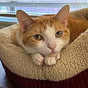 Dart Vader is registered to the contest to win money with this photo: bed, cat, close_up, cozy, ears, eyes, feline, fur, indoor, nose, orange_tabby, paws, pet, pet_bed, portrait, relaxed, tabby, table, whiskers, window