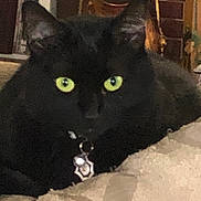 Jet is registered to the contest to win money with this photo: black_cat, cat, pet, green_eyes, close_up, portrait, collar, tag, indoor, sofa, couch, fur, ears, whiskers, living_room, fireplace, decor, relaxed, stare, cute