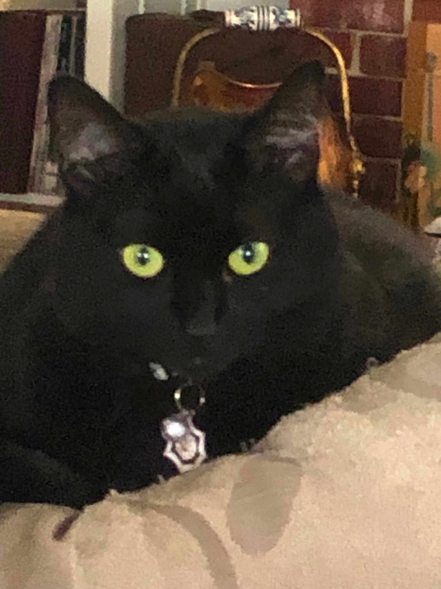 Jet is registered to the contest to win money with this photo: black_cat, cat, pet, green_eyes, close_up, portrait, collar, tag, indoor, sofa, couch, fur, ears, whiskers, living_room, fireplace, decor, relaxed, stare, cute