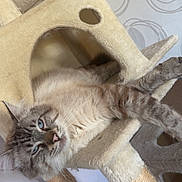 Vanille a rejoint le concours — aidez-le/la à gagner de superbes lots ! cat, blue_eyes, fluffy, cat_tree, indoor, relaxing, stretching, beige, furniture, wallpaper, pet, animal, cozy, home, cute, resting, feline, tabby, soft, comfortable