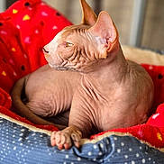 Charlie joined the competition — help win amazing prizes! sphynx_cat, hairless_cat, pet, animal, cat, feline, resting, bed, blanket, red_blanket, blue_blanket, wrinkled_skin, large_ears, indoors, cozy, cute, relaxed, side_profile, soft_light, domestic_cat