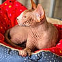 sphynx_cat, hairless_cat, pet, animal, cat, feline, resting, bed, blanket, red_blanket, blue_blanket, wrinkled_skin, large_ears, indoors, cozy, cute, relaxed, side_profile, soft_light, domestic_cat