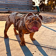 Deebo joined the competition — help win amazing prizes! bulldog, dog, harness, outdoor, park_bench, concrete, shadow, sunlight, golden_hour, pet, animal, brown, short_hair, standing, tongue_out, wrinkles, nature, daylight, leash, background
