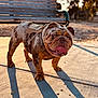 bulldog, dog, harness, outdoor, park_bench, concrete, shadow, sunlight, golden_hour, pet, animal, brown, short_hair, standing, tongue_out, wrinkles, nature, daylight, leash, background