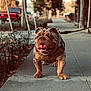 Deebo joined the competition — help win amazing prizes! dog, bulldog, leash, sidewalk, outdoor, pet, animal, walking, harness, tongue_out, happy, street, autumn, trees, blurred_background, daylight, closeup, mammal, canine, cute