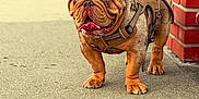 Deebo is registered to the contest to win money with this photo: bulldog, dog, pet, animal, canine, outdoor, sidewalk, harness, brick_wall, tongue_out, walking, street, closeup, mammal, companion, friendly, standing, urban, portrait, daylight