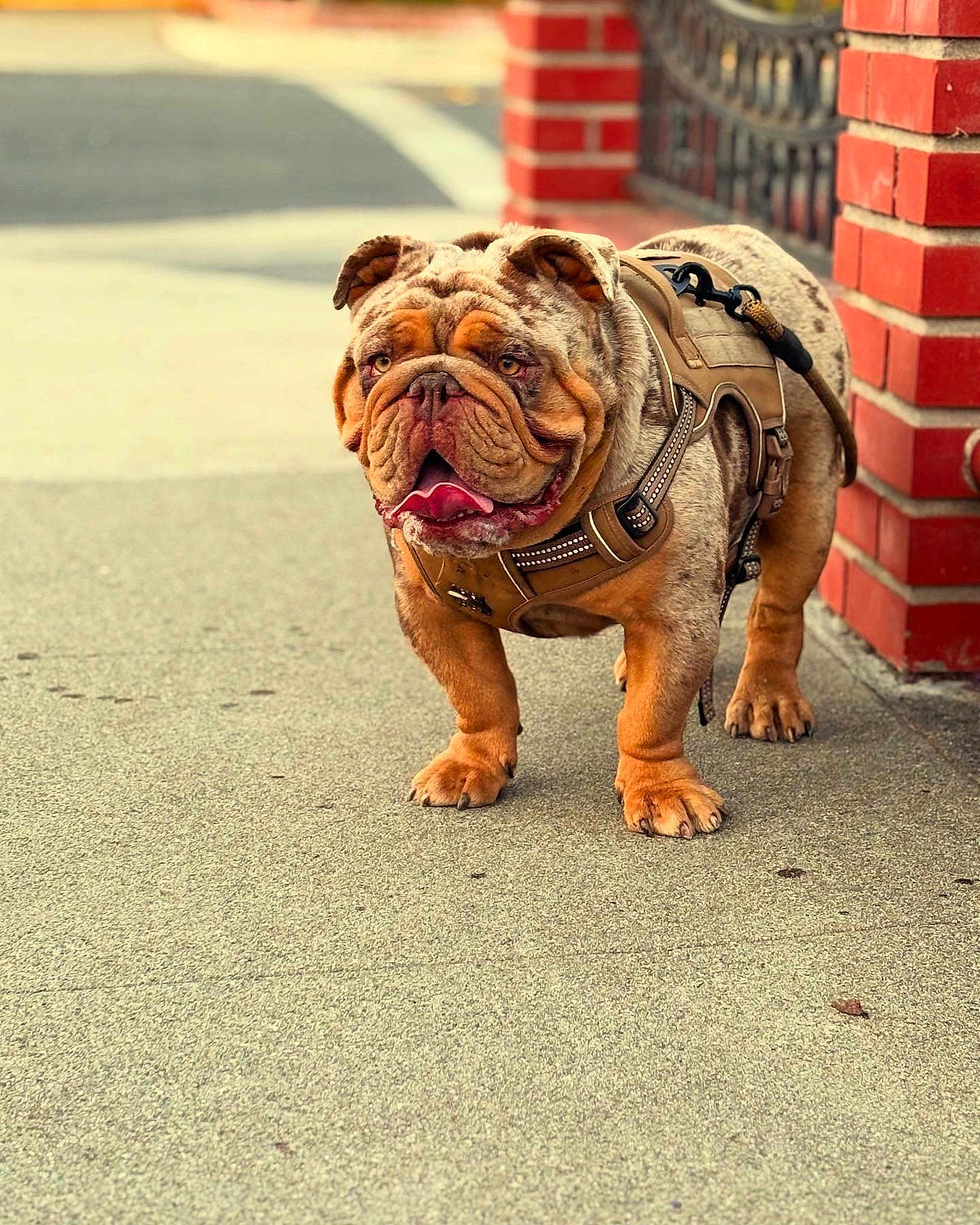 Deebo is registered to the contest to win money with this photo: bulldog, dog, pet, animal, canine, outdoor, sidewalk, harness, brick_wall, tongue_out, walking, street, closeup, mammal, companion, friendly, standing, urban, portrait, daylight