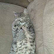 Simba a rejoint le concours — aidez-le/la à gagner de superbes lots ! animal, cat, couch, cozy, cute, domestic_cat, fur, furniture, gray_tabby, indoor, lying_down, paws, pet, playful, relaxed, resting, sleeping, soft, striped, toy_mouse