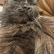 Regula is registered to the contest to win money with this photo: cat, black_cat, fluffy, close_up, whiskers, relaxed, pet, animal, feline, fur, indoor, cozy, portrait, sleepy, cute, domestic_cat, mammal, whiskers_visible, soft_texture, resting