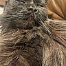 animal, black_cat, cat, close_up, cozy, cute, domestic_cat, feline, fluffy, fur, indoor, mammal, pet, portrait, relaxed, resting, sleepy, soft_texture, whiskers, whiskers_visible