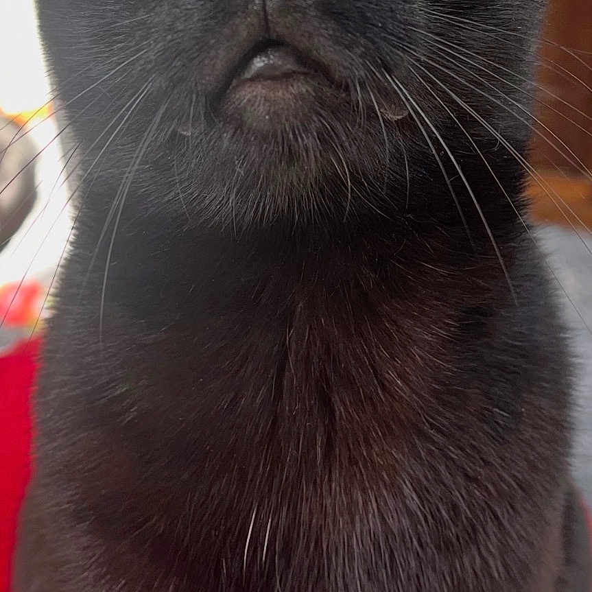 Piggers is registered to the contest to win money with this photo: black_cat, cat, pet, animal, feline, yellow_eyes, whiskers, fur, sitting, looking_up, curious, close_up, portrait, indoor, red_surface, sharp_focus, domestic_cat, cute, alert, majestic