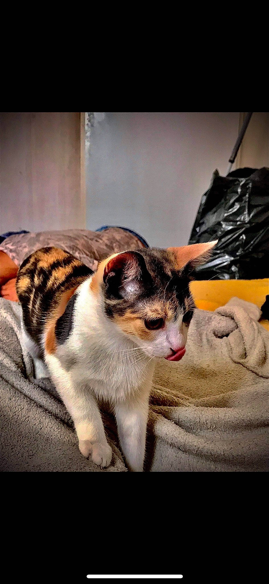 Angèle participe au concours pour gagner de l'argent avec cette photo : carnivore, cat, comfort, domestic_short_haired_cat, felidae, fur, paw, small_to_medium_sized_cats, snout, tail, whiskers