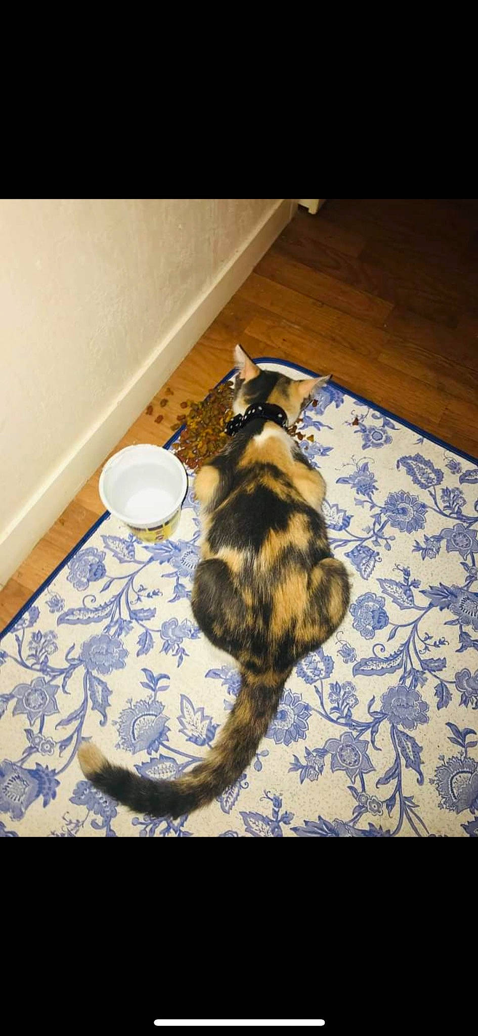 Angèle participe au concours pour gagner de l'argent avec cette photo : canidae, carnivore, cat, claw, comfort, domestic_short_haired_cat, felidae, floor, flooring, fur, hardwood, house, linens, pattern, paw, room, small_to_medium_sized_cats, tail, whiskers, wood