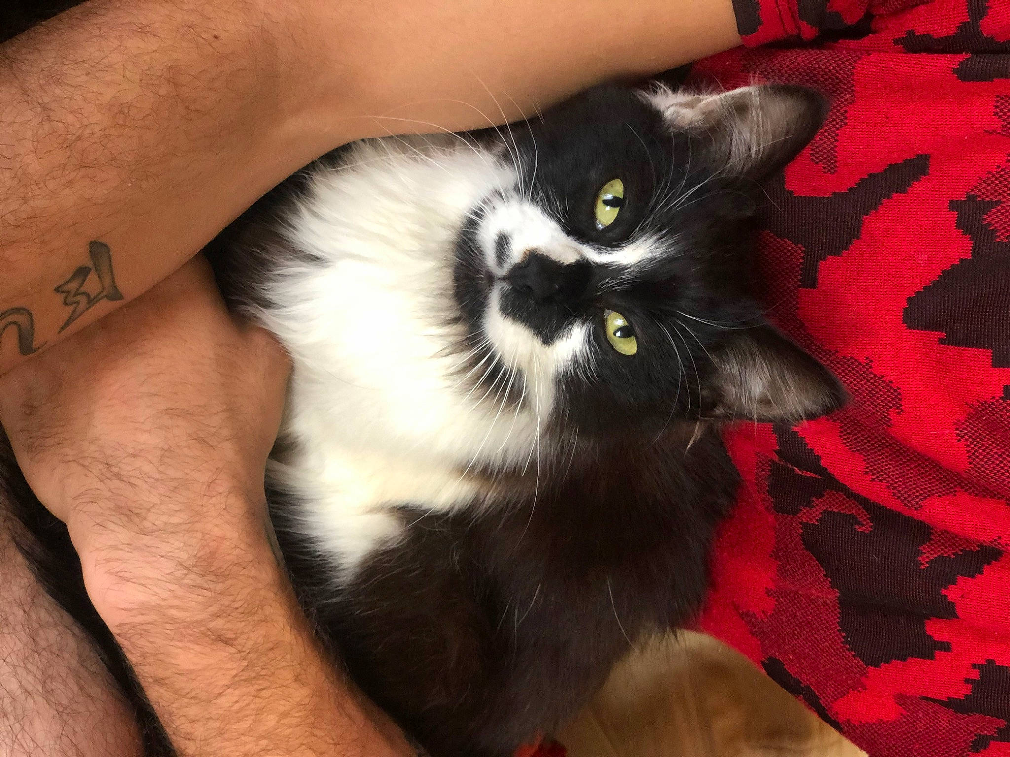 Jack Jack participe au concours pour gagner de l'argent avec cette photo : black_cat, carnivore, cat, claw, comfort, domestic_short_haired_cat, elbow, felidae, foot, fur, human_leg, nail, pattern, paw, plant, small_to_medium_sized_cats, tail, whiskers, wrist