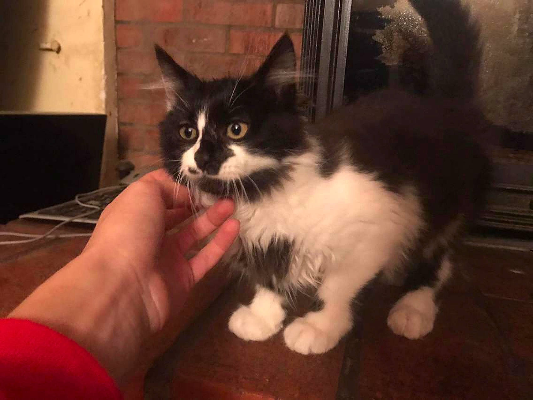 Jack Jack participe au concours pour gagner de l'argent avec cette photo : carnivore, cat, claw, comfort, darkness, domestic_short_haired_cat, eye, felidae, flooring, fur, hardwood, iris, paw, sitting, small_to_medium_sized_cats, snout, tail, whiskers, wood