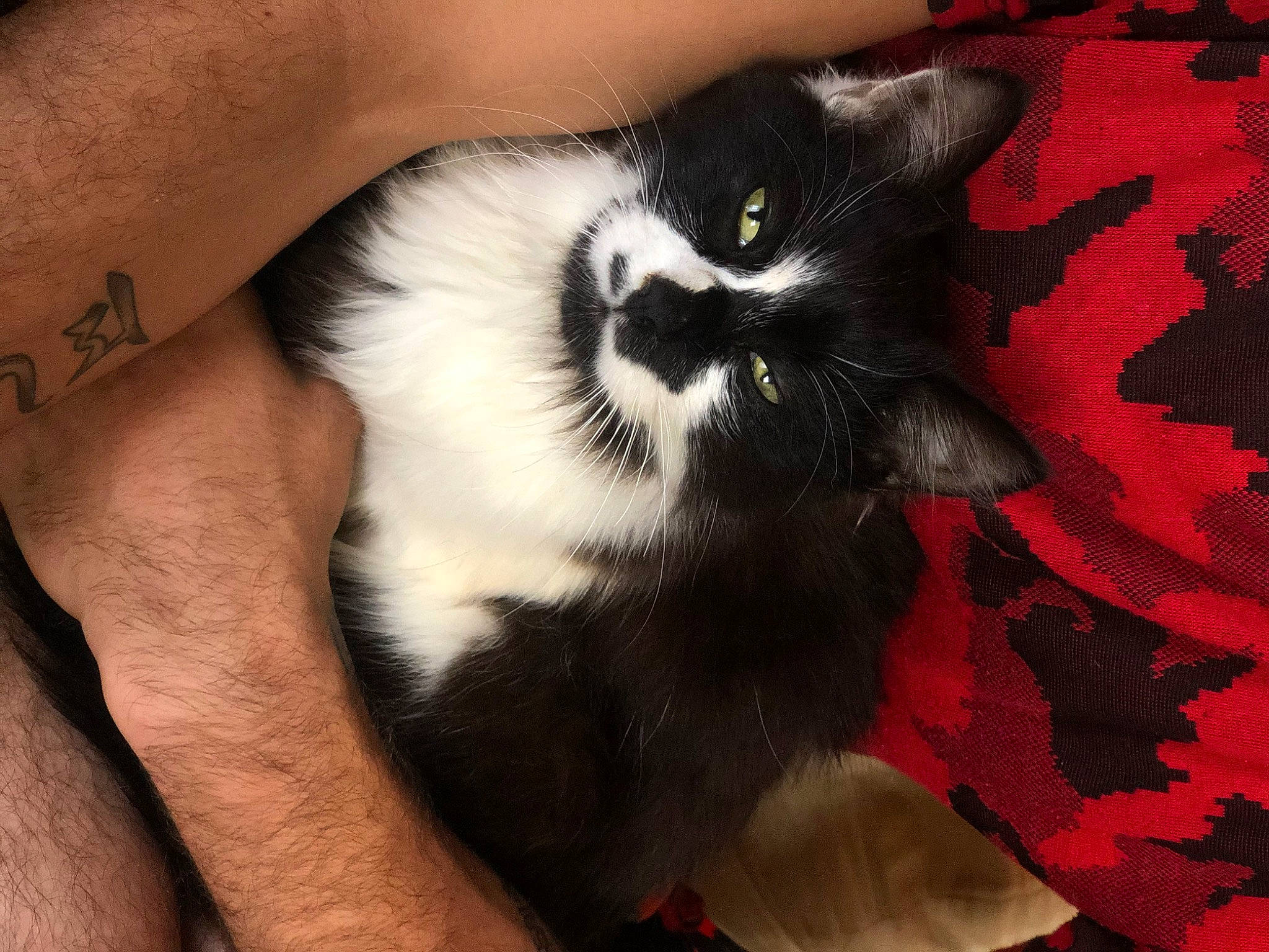 Jack Jack a rejoint le concours — aidez-le/la à gagner de superbes lots ! carnivore, cat, claw, comfort, domestic_short_haired_cat, eye, felidae, foot, fur, gesture, human_leg, nail, paw, plant, small_to_medium_sized_cats, snout, tail, thigh, whiskers, wrist