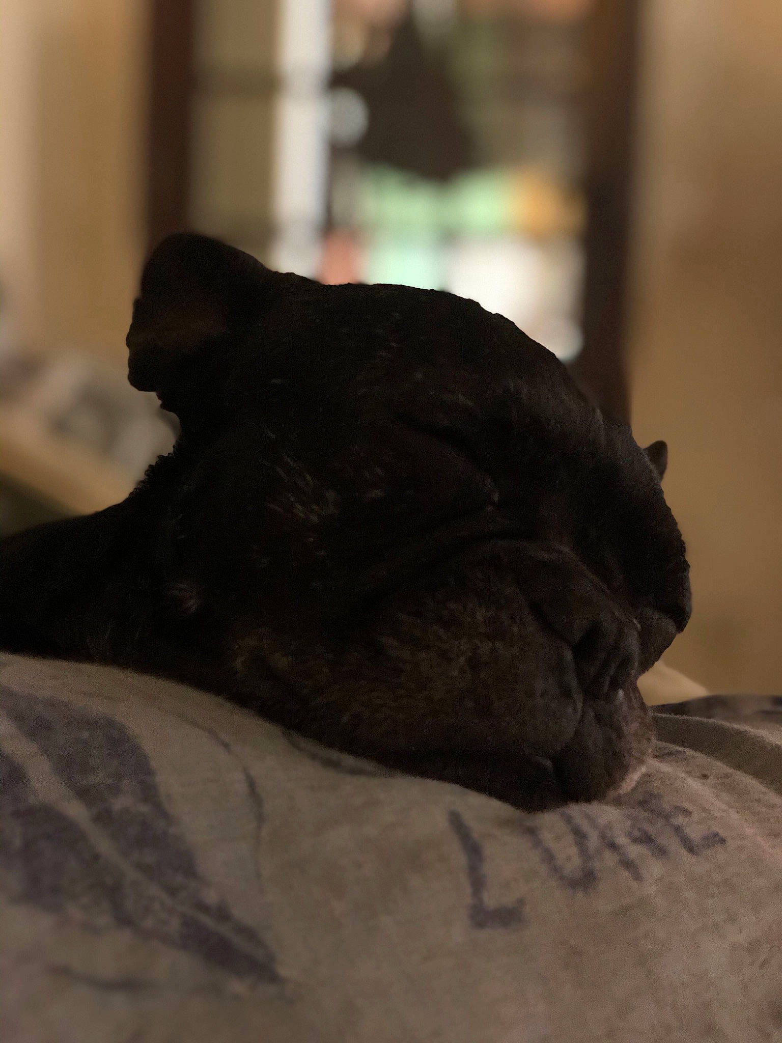 Loona a rejoint le concours — aidez-le/la à gagner de superbes lots ! beak, carnivore, claw, comfort, companion_dog, darkness, dog_breed, felidae, fur, grey, linens, shadow, small_to_medium_sized_cats, snout, tail, terrestrial_animal, tints_and_shades, whiskers, wood, wrinkle