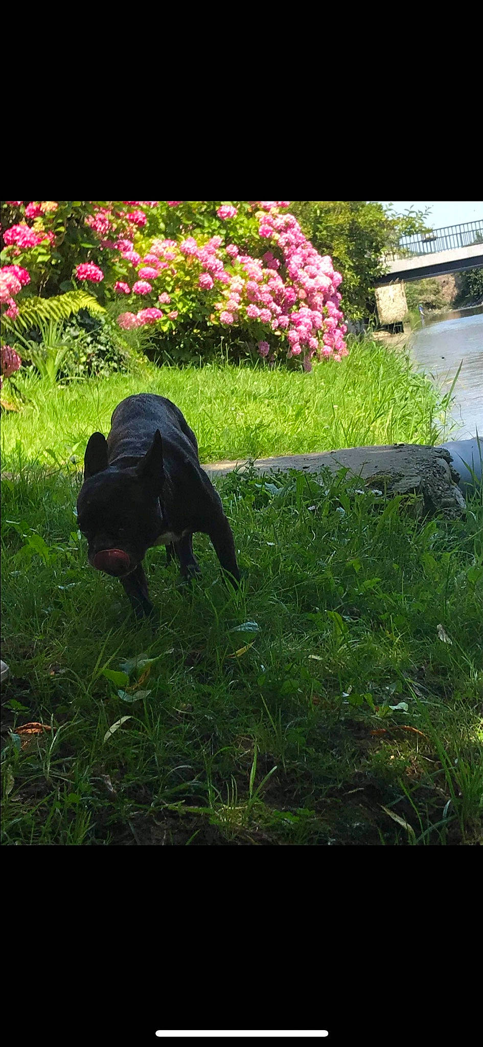 Loona participe au concours pour gagner de l'argent avec cette photo : botany, carnivore, dog_breed, flower, garden, grass, grass_family, grassland, groundcover, landscape, lawn, petal, plant, shrub, sporting_group, tail, terrestrial_animal, tints_and_shades, tree, woody_plant