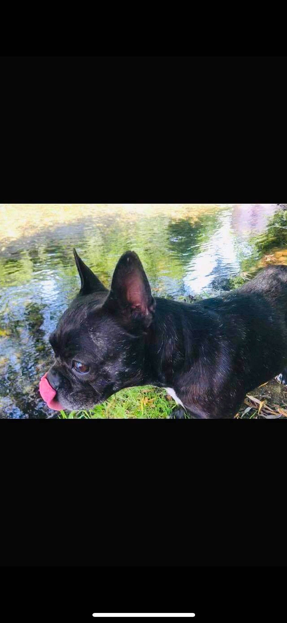 Loona participe au concours pour gagner de l'argent avec cette photo : bulldog, canidae, carnivore, companion_dog, dog, dog_breed, fawn, grass, natural_landscape, non_sporting_group, plant, pug, snout, sporting_group, terrestrial_animal, water, whiskers, working_animal