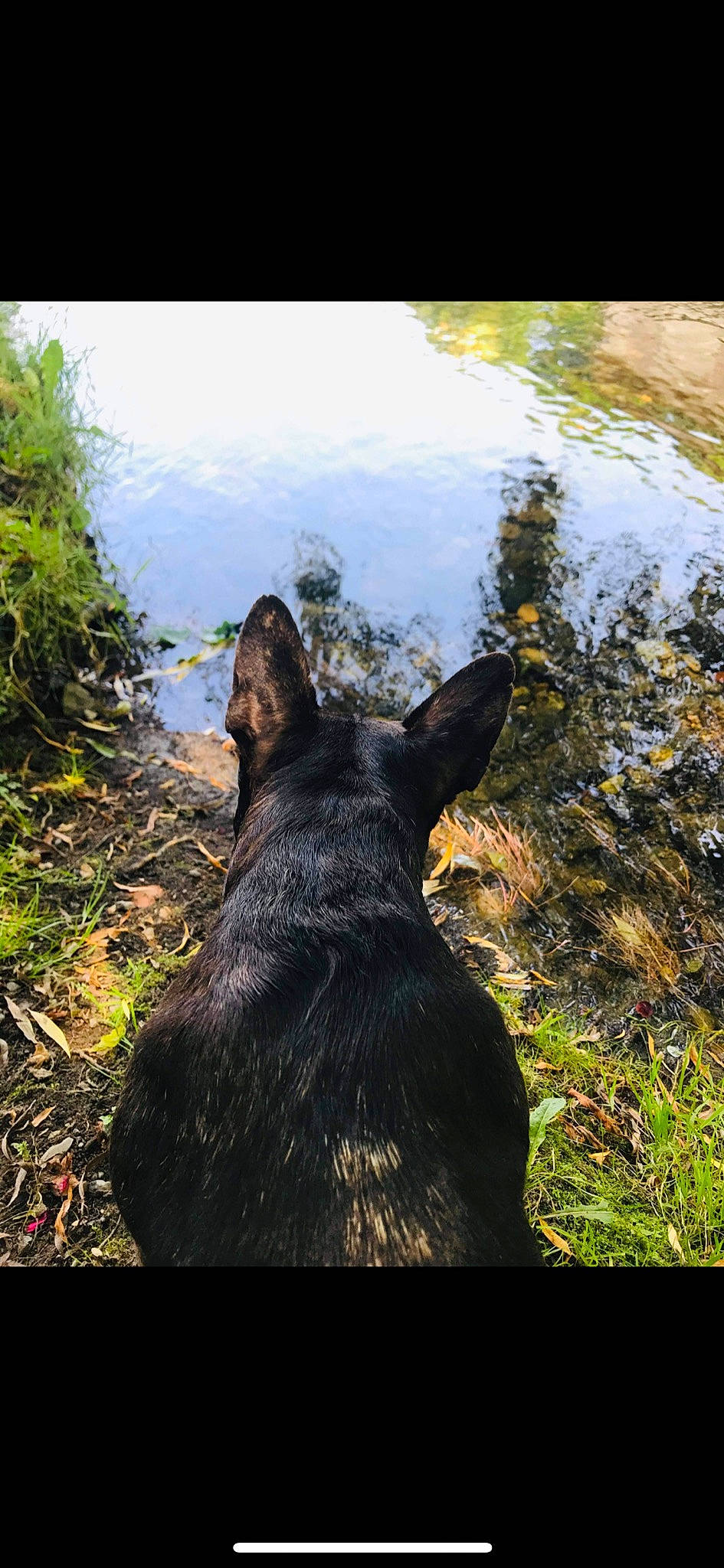 Loona participe au concours pour gagner de l'argent avec cette photo : carnivore, dog, dog_breed, fawn, forest, grass, herding_dog, lake, landscape, natural_landscape, plant, sporting_group, sunlight, tail, tree, trunk, water, watercourse, wood, working_animal