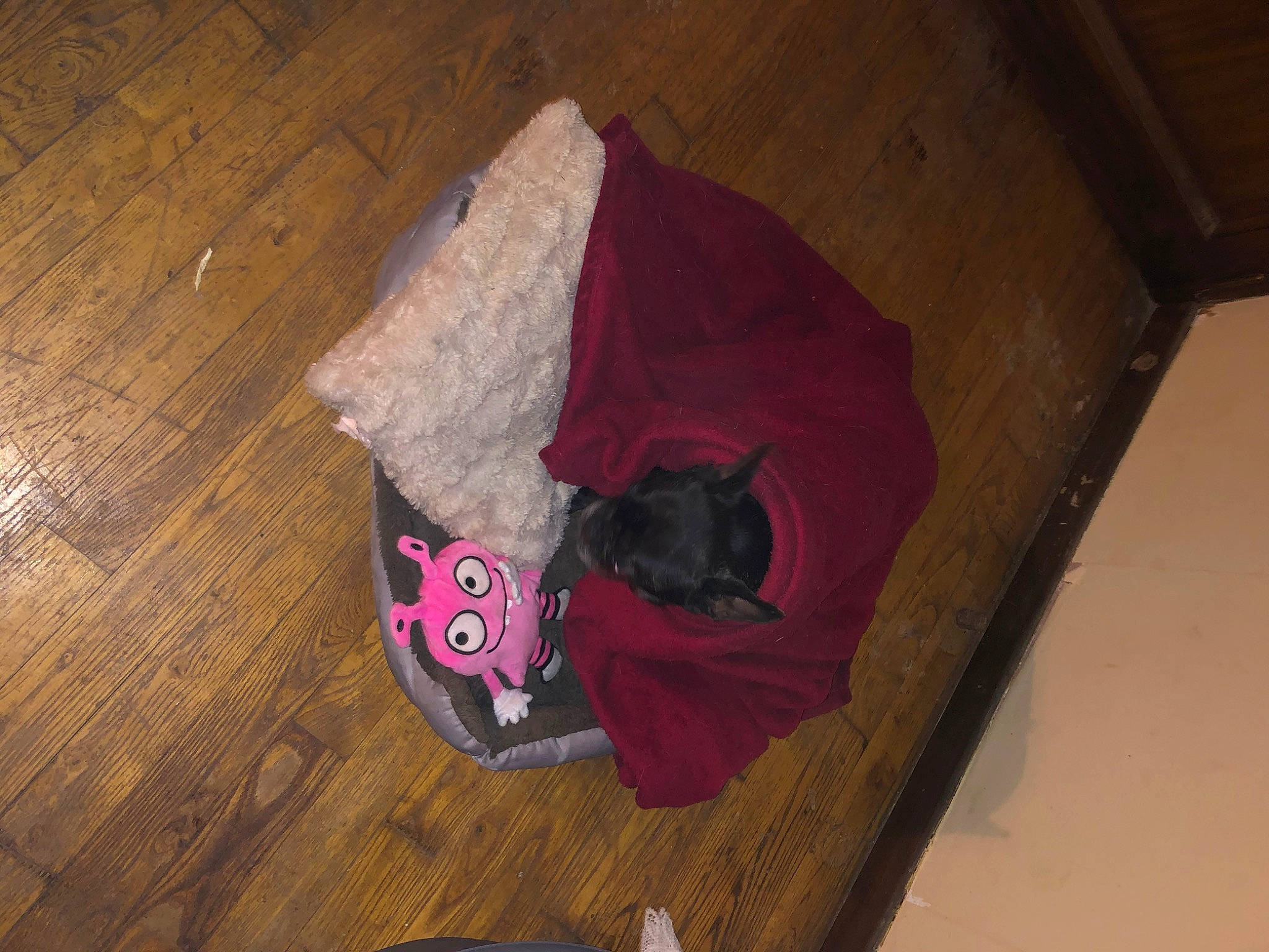 Loona a rejoint le concours — aidez-le/la à gagner de superbes lots ! carmine, carnivore, comfort, dog_breed, fawn, felidae, flooring, fur, hardwood, laminate_flooring, linens, magenta, pattern, purple, tints_and_shades, tree, wood, wood_flooring, wood_stain, wool