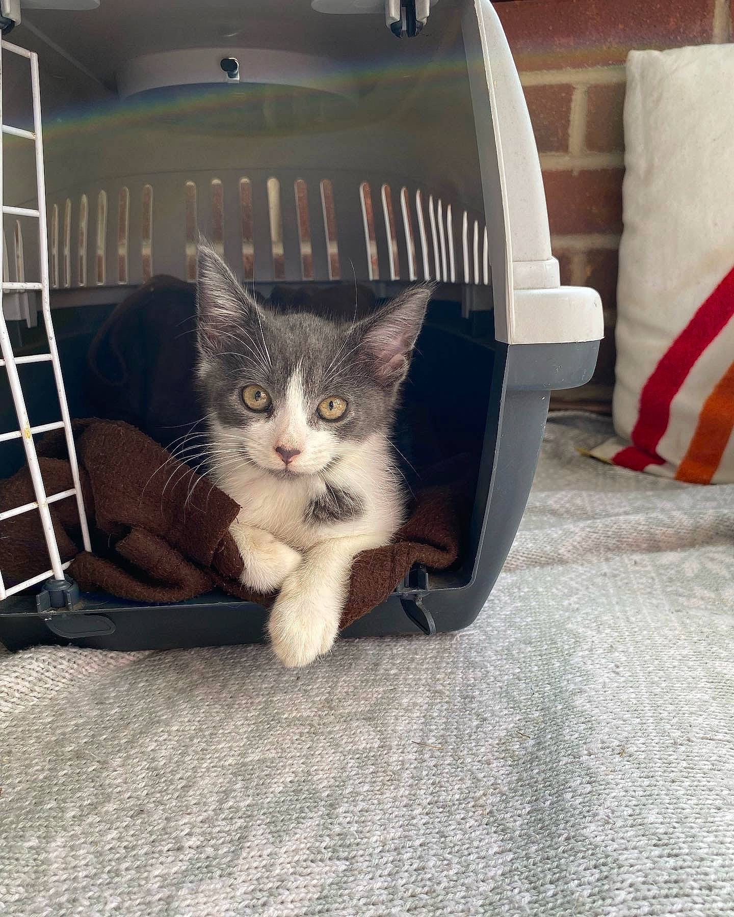 Jeff is registered to the contest to win money with this photo: box, cardboard, carnivore, cat, chair, comfort, couch, domestic_short_haired_cat, felidae, flooring, fur, grey, ladder, metal, paw, sitting, small_to_medium_sized_cats, tail, whiskers, wood