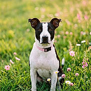 Kylie is registered to the contest to win money with this photo: alert, animal, black_and_white, canine, collar, dog, field, flora, flowers, grass, greenery, nature, outdoor, pet, pink_flowers, portrait, sitting, summer, sunlight, white_flowers