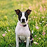 alert, animal, black_and_white, canine, collar, dog, field, flora, flowers, grass, greenery, nature, outdoor, pet, pink_flowers, portrait, sitting, summer, sunlight, white_flowers