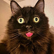 Solfège participe au concours pour gagner de l'argent avec cette photo : cat, black_cat, blep, tongue_out, fluffy, indoor, pet, animal, whiskers, ears, feline, close_up, face, cute, yellow_eyes, fur, domestic_cat, portrait, funny_expression, curious