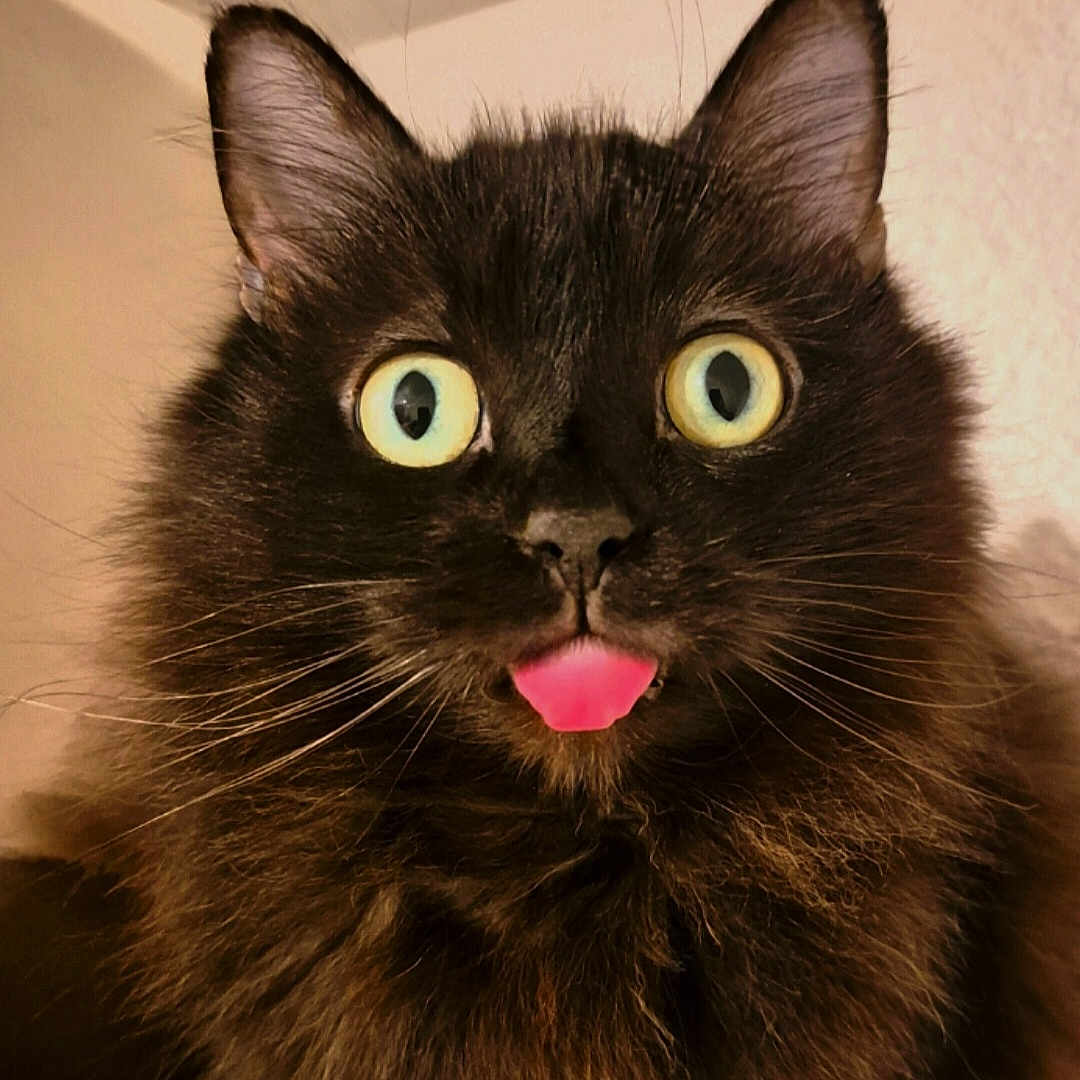 Solfège participe au concours pour gagner de l'argent avec cette photo : animal, black_cat, blep, cat, close_up, curious, cute, domestic_cat, ears, face, feline, fluffy, funny_expression, fur, indoor, pet, portrait, tongue_out, whiskers, yellow_eyes