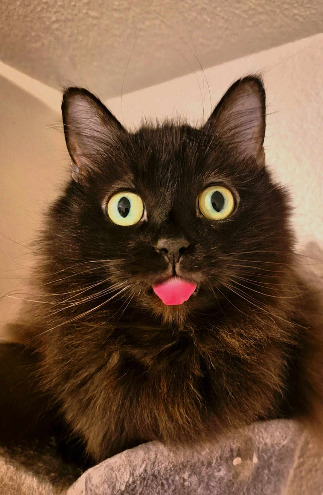 Solfège participe au concours pour gagner de l'argent avec cette photo : cat, black_cat, blep, tongue_out, fluffy, indoor, pet, animal, whiskers, ears, feline, close_up, face, cute, yellow_eyes, fur, domestic_cat, portrait, funny_expression, curious