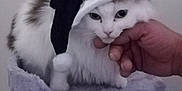 Nini participe au concours pour gagner de l'argent avec cette photo : animal, cat, cat_tree, cute, domestic_cat, face, feline, fluffy, fur, hand, hanging_pom, holiday, indoor, paw, pet, resting, santa_hat, soft, toy, white_cat