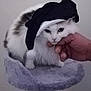 animal, cat, cat_tree, cute, domestic_cat, face, feline, fluffy, fur, hand, hanging_pom, holiday, indoor, paw, pet, resting, santa_hat, soft, toy, white_cat