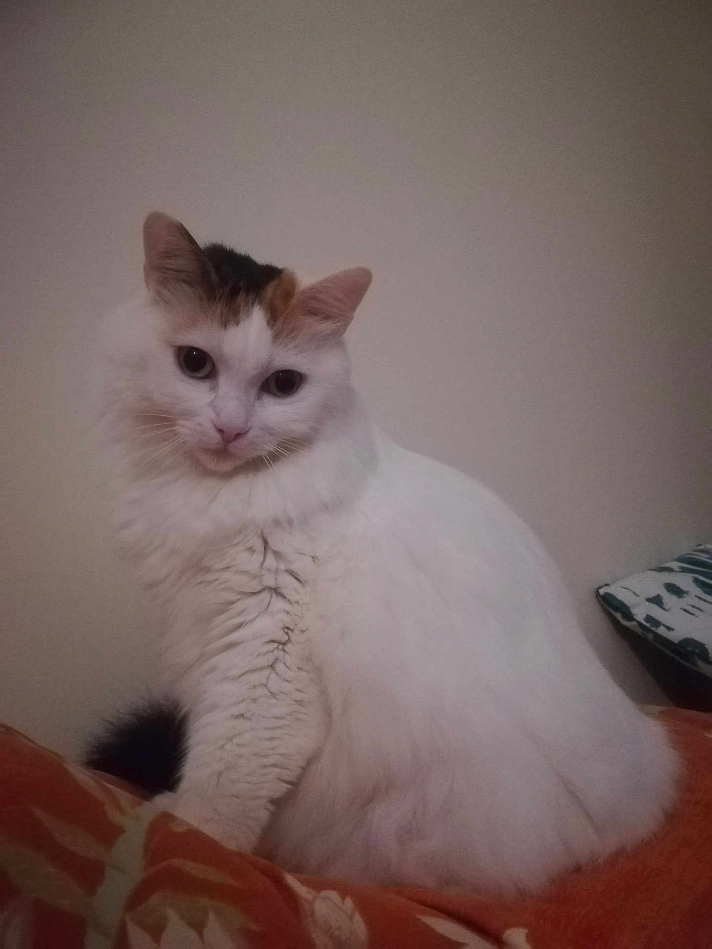 Nini