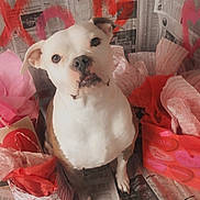 Malina is registered to the contest to win money with this photo: animal, closeup, cute, dog, eyes, gift_bags, heart, indoors, looking_up, newspaper_background, nose, paws, pet, pink, portrait, red, sitting, tissue_paper, valentines_theme, white_fur