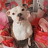 animal, closeup, cute, dog, eyes, gift_bags, heart, indoors, looking_up, newspaper_background, nose, paws, pet, pink, portrait, red, sitting, tissue_paper, valentines_theme, white_fur