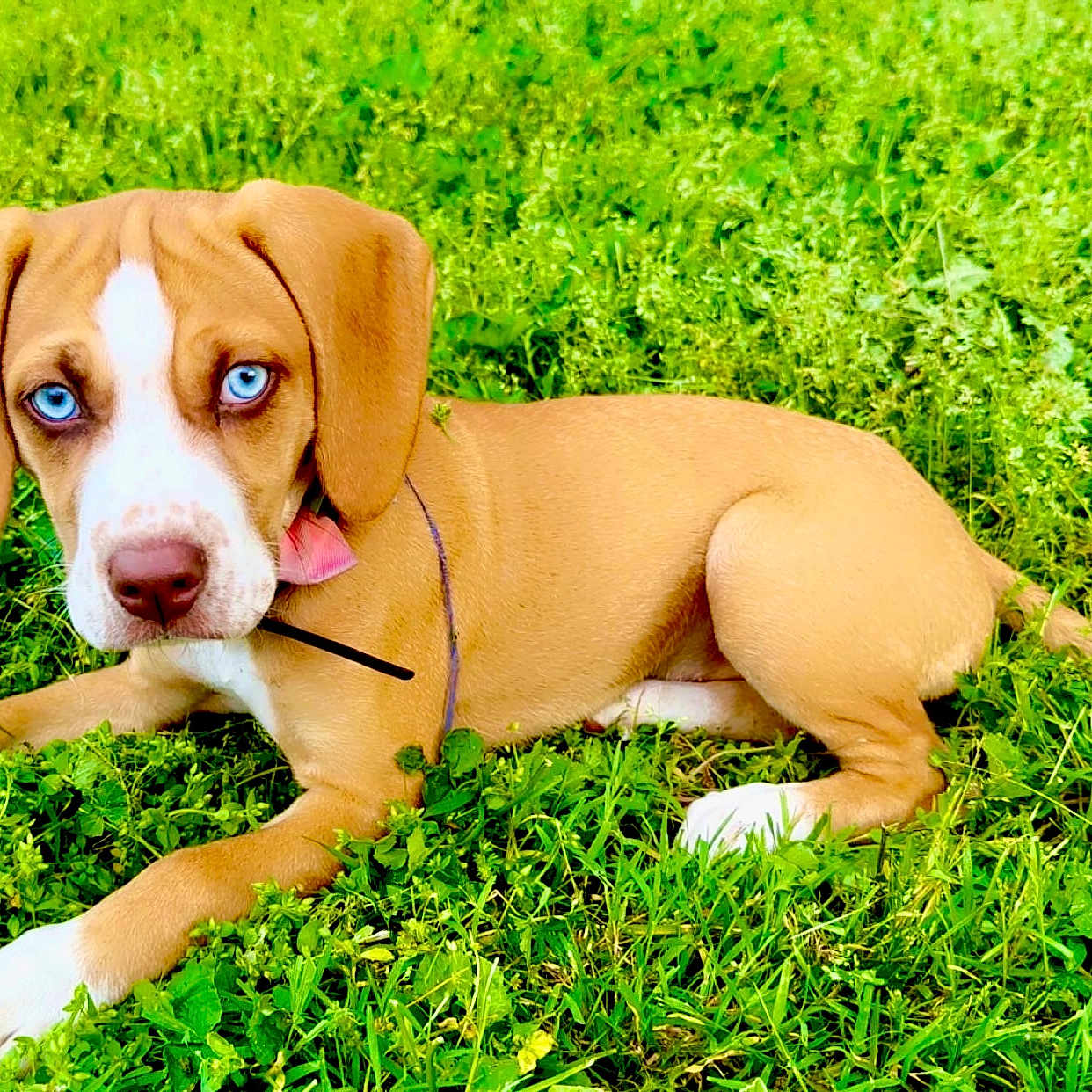 Gracie is registered to the contest to win money with this photo: adorable, animal, blue_eyes, brown_fur, collar, cute, dog, ears, grass, greenery, lying_down, nature, outdoor, pet, playful, puppy, snout, summer, white_paws, young_dog